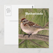 Sparrow Postkarte (Vorne/Hinten)