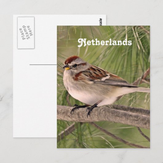 Sparrow Postkarte (Vorne/Hinten)