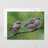 Sparrow Postkarte (Vorne/Hinten)
