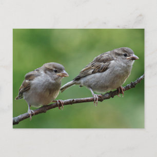 Sparrow Postkarte