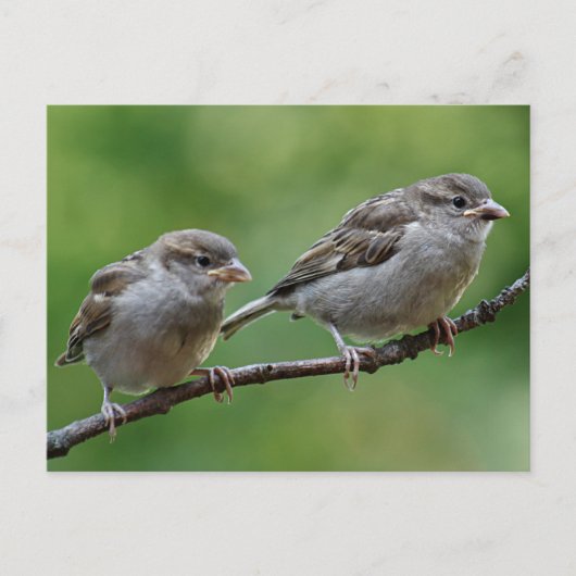 Sparrow Postkarte (Vorderseite)