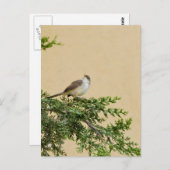 Sparrow Postkarte (Vorne/Hinten)