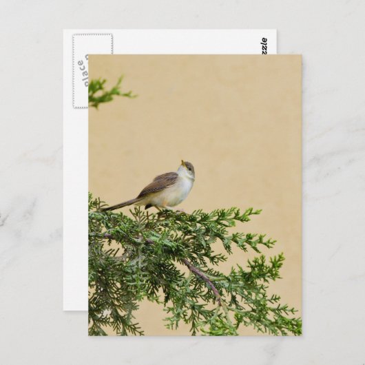 Sparrow Postkarte (Vorne/Hinten)