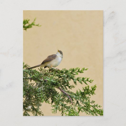 Sparrow Postkarte (Vorderseite)