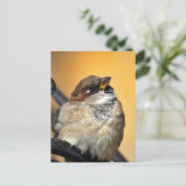 Sparrow Postkarte (Stehend Vorderseite)