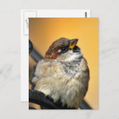 Sparrow Postkarte (Vorne/Hinten)