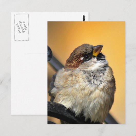 Sparrow Postkarte (Vorne/Hinten)