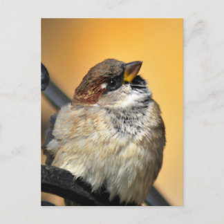 Sparrow Postkarte
