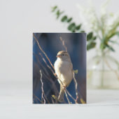 Sparrow Postkarte (Stehend Vorderseite)
