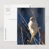 Sparrow Postkarte (Vorne/Hinten)