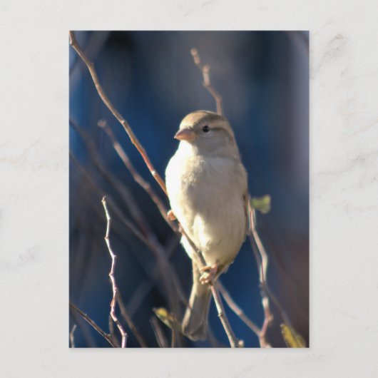 Sparrow Postkarte (Vorderseite)