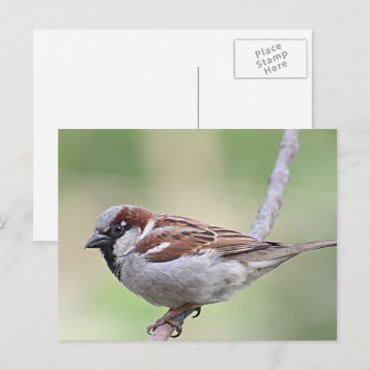 Sparrow Postkarte (Vorne/Hinten)