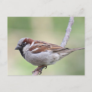 Sparrow Postkarte