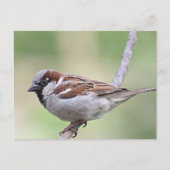 Sparrow Postkarte (Vorderseite)
