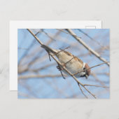 Sparrow Postkarte (Vorne/Hinten)