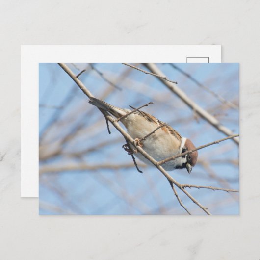 Sparrow Postkarte (Vorne/Hinten)