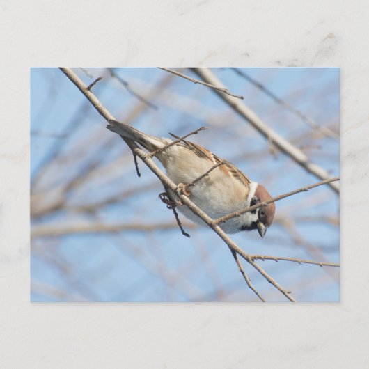 Sparrow Postkarte (Vorderseite)