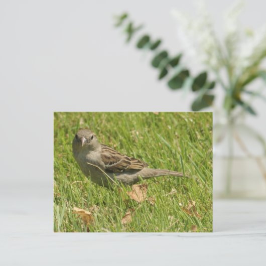 Sparrow Postkarte (Stehend Vorderseite)
