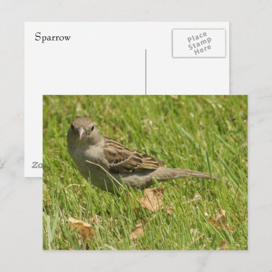 Sparrow Postkarte (Vorne/Hinten)