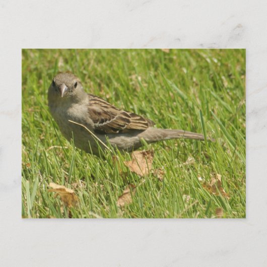 Sparrow Postkarte (Vorderseite)