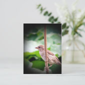 Sparrow Postkarte (Stehend Vorderseite)