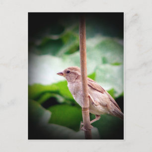 Sparrow Postkarte