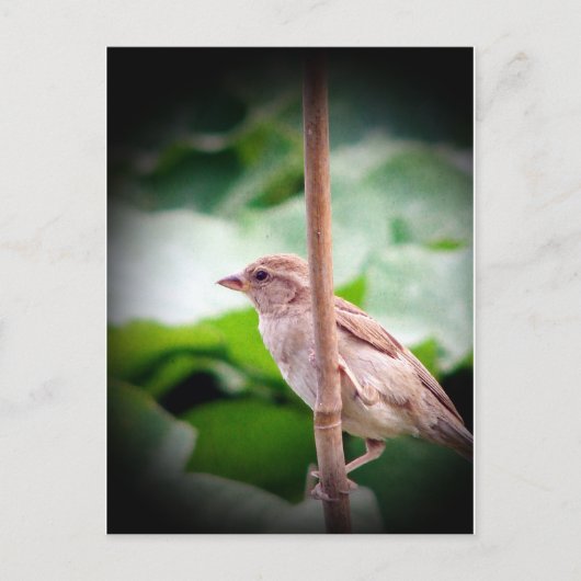 Sparrow Postkarte (Vorderseite)