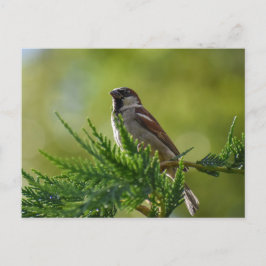 Sparrow Postkarte