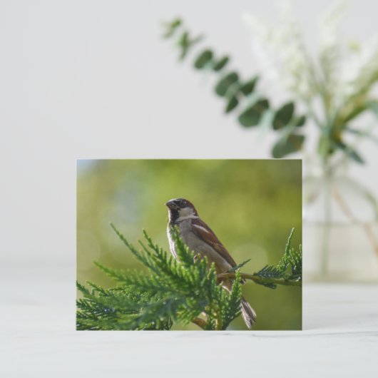 Sparrow Postkarte (Stehend Vorderseite)