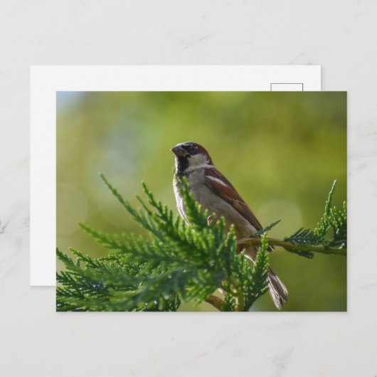 Sparrow Postkarte (Vorne/Hinten)