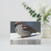 Sparrow Postkarte (Stehend Vorderseite)