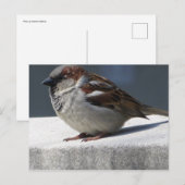 Sparrow Postkarte (Vorne/Hinten)