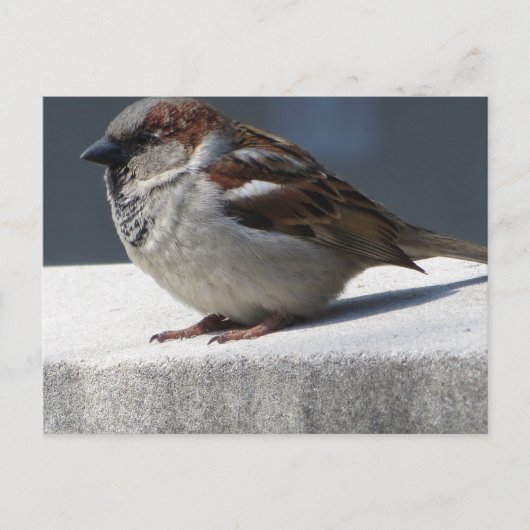 Sparrow Postkarte (Vorderseite)