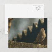 Sparrow Postkarte (Vorne/Hinten)
