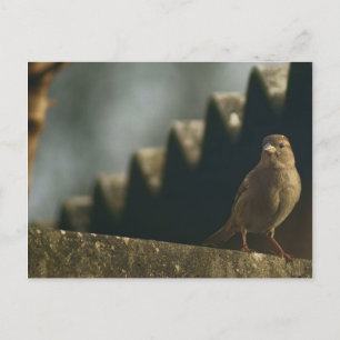 Sparrow Postkarte