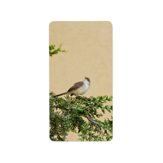 Sparrow-Postkarte Adressaufkleber (Vorne)