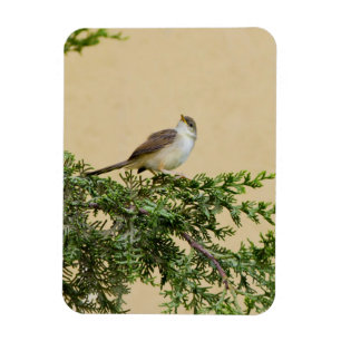Sparrow-Postkarte Magnet