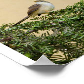 Sparrow-Postkarte Poster (Ecke)