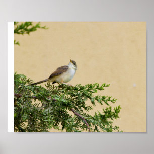Sparrow-Postkarte Poster