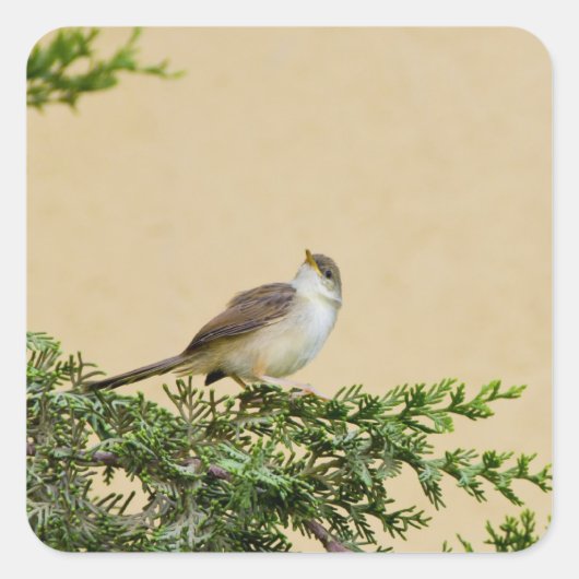 Sparrow Quadratischer Aufkleber (Vorderseite)