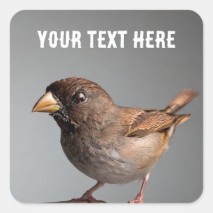 Sparrow Quadratischer Aufkleber