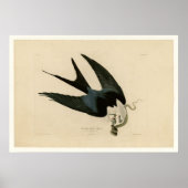 Sparrow-Schwanzhawk Poster (Vorne)