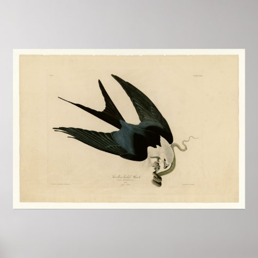 Sparrow-Schwanzhawk Poster (Vorne)