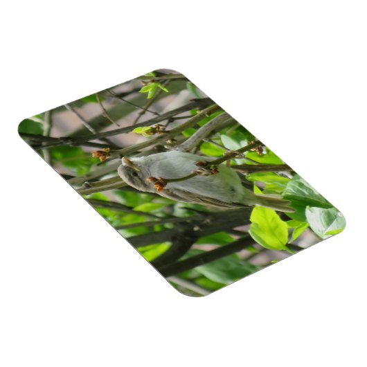 Sparrow Spring Lilacs Magnet (Rechte Seite)