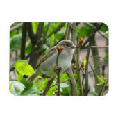 Sparrow Spring Lilacs Magnet (Horizontal)