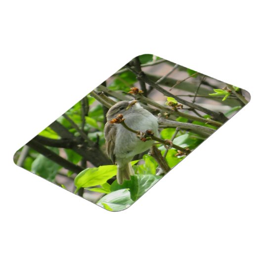 Sparrow Spring Lilacs Magnet (Linke Seite)