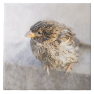 Sparrow - Wettervorhersage Epic Versag Fliese