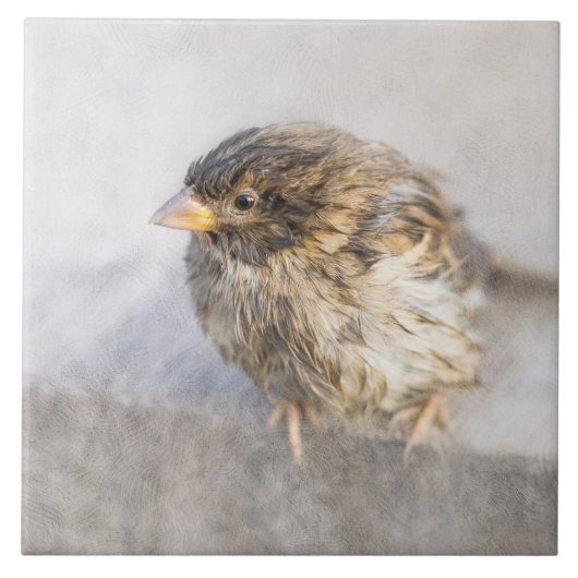 Sparrow - Wettervorhersage Epic Versag Fliese (Vorderseite)