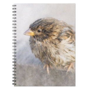Sparrow - Wettervorhersage Epic Versag Notizblock