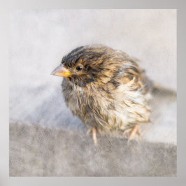 Sparrow - Wettervorhersage Epic Versag Poster